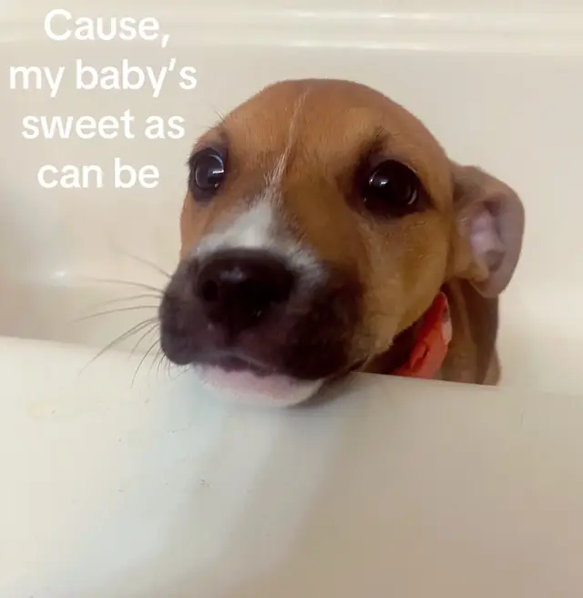 My cutie girl #dog #PetsOfTikTok 
