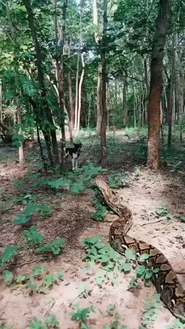 ###
