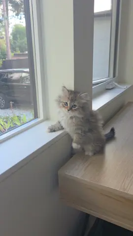 Annelie #cute #fyp #viral #siberiancat #fluffykitten 