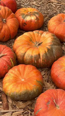 Pov: you went to the #pumpkinpatch 
