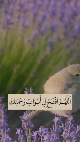 #دعاء_يوم_الثلاثاء #اللهم_امين_يارب_العالمين #صباحكم_معطر_بذكر_الله #دعاء_يريح_القلوب #islamic_video 