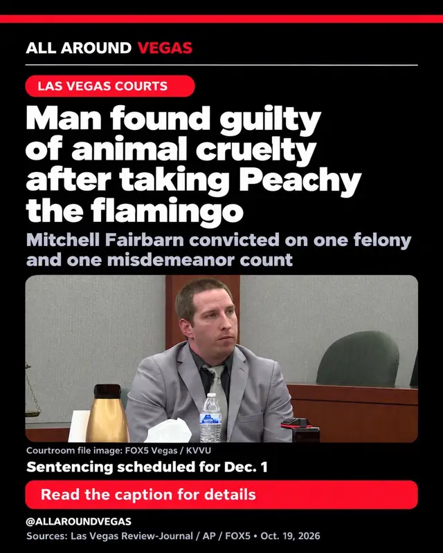 VERDICT: A jury found Mitchell Fairbarn guilty Monday, Oct. 19, of one felony and one misdemeanor animal cruelty count in the case involving Peachy the flamingo. The Ontario visitor took Peachy from the habitat at the Flamingo Las Vegas and carried the bird to his hotel room on March 3. Prosecutors argued his handling caused the bird pain and injuries. The defense acknowledged he took Peachy but described it as a drunken prank without intent to harm. Jurors reached their verdict after approximately five hours of deliberations. Sentencing is scheduled for Dec. 1. Peachy’s veterinarian told AP that the bird is doing all right physically but has become more anxious during evaluations. This updates our earlier report about jury deliberations. #LasVegas #PeachyTheFlamingo #FlamingoLasVegas #VegasNews #AllAroundVegas