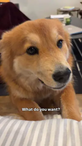 it’s important to talk to your bear!!! #chowchow #chowcorgi #adoptdontshop #dogsoftiktok 