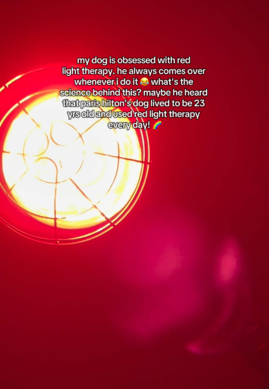 i hope you can live forevvvs #fyp #dog #redlight #redlighttherapy #aso @ParisHilton 