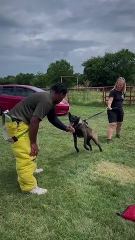 One of those beautiful Faubion Malinois pups… #malinois #bitework #decoy @FaubionMalinois @Reggie G 