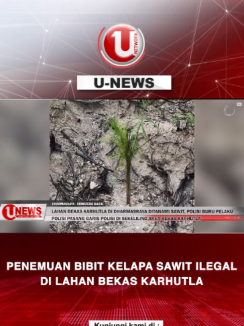 Kepolisian dan Pemerintah Daerah Dharmasraya, Sumatera Barat, menemukan perkebunan sawit di lahan bekas kebakaran hutan dan lahan dengan luas sekitar 5,9 hektare.   Sebelumnya dalam inspeksi mendadak yang dilakukan Bupati Dharmasraya, Annisa Suci Ramadhani bersama Kapolres, menemukan area hutan yang sebelumnya hangus terbakar, ternyata ditanami bibit kelapa sawit secara ilegal oleh oknum tak bertanggung jawab. #news #trending #trendingtopic #beritaviral #viral #sawit #lahan #karhutla #sumaterabarat #kebakaran #bupati