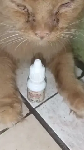 TETES MATA KUCING #teresmatakucingwillowcat #tetesmata #matakucing #pembersihmatakucing #petcare @Willowcat 