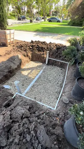 Cómo se planta un olivo grande #landscape  #landscaping #paisajismo 