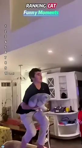 funny cats #cats #funny #viral #catvideo