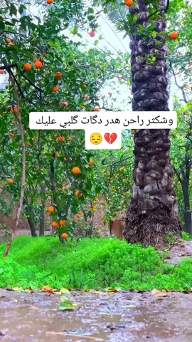 وشكثر راحن هدر دگات گلبي عليك 