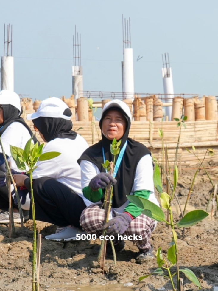 PT Bank Rakyat Indonesia (Persero) Tbk melalui program Tanggung Jawab Sosial dan Lingkungan (TJSL) BRI Peduli menyediakan dan menanam 30 ribu bibit mangrove melalui program BRI Menanam – Grow & Green untuk mendukung pemulihan dan pelestarian ekosistem pesisir Pantai Utara Jawa.  Upaya ini merupakan bagian dari pendekatan berbasis solusi untuk membantu melindungi kawasan pesisir dari ancaman abrasi dan banjir rob. Upaya tersebut diwujudkan melalui kegiatan Demonstration Plotting Perlindungan Pantai Utara Jawa dengan Nature-based Solutions di Desa Timbulsloko, Kabupaten Demak, Jawa Tengah.  Kegiatan ini dihadiri Menteri Koordinator Bidang Infrastruktur dan Pembangunan Kewilayahan RI Agus Harimurti Yudhoyono, Kepala Badan Otorita Pengelola Pantai Utara Jawa Didit Herdiawan Ashaf, Gubernur Jawa Tengah Ahmad Luthfi, Corporate Secretary BRI Dhanny, serta Bupati Demak Eisti’anah. Penanaman mangrove dilakukan dengan metode rumpun berjarak. Di bagian depan area tanam, struktur pemecah ombak dibangun untuk meredam energi gelombang dan membantu pengendapan sedimen sehingga mendukung pertumbuhan mangrove di kawasan pesisir. Kabupaten Demak menghadapi ancaman abrasi dan banjir rob akibat kenaikan permukaan air laut, cuaca ekstrem, serta kondisi dataran pesisir yang rendah. Risiko tersebut diperparah oleh alih fungsi lahan mangrove, eksploitasi air tanah yang memicu penurunan muka tanah, dan penumpukan sampah plastik yang menyumbat saluran irigasi. Kondisi ini mengancam permukiman, lahan produktif, infrastruktur, dan mata pencaharian masyarakat pesisir. Corporate Secretary BRI Dhanny menyampaikan bahwa tanggung jawab sosial dan lingkungan merupakan bagian dari kontribusi perusahaan dalam merespons kebutuhan masyarakat dan tantangan lingkungan. “Bagi BRI, tanggung jawab sosial dan lingkungan merupakan bagian dari kontribusi perusahaan dalam mendukung pembangunan yang inklusif dan berkelanjutan. Melalui BRI Peduli, kami berharap upaya rehabilitasi pesisir ini dapat memberikan manfaat jangka panjang bagi lingkungan dan masyarakat,” ujarnya. #bri #bbri #bripeduli #mangrove #pantaiutarajawa