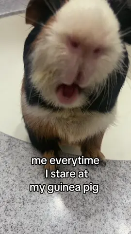 #guineapigs