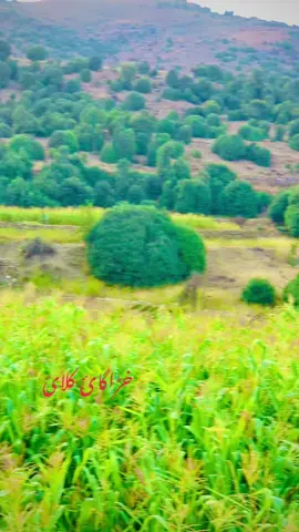 @Nazir @انقلابی  جانان 🇦🇪✈️💔 @💔تاج آرمانی💔 @🦅⚔️❤❤وزیر🎄ستان🎄❤❤🦅⚔️ 