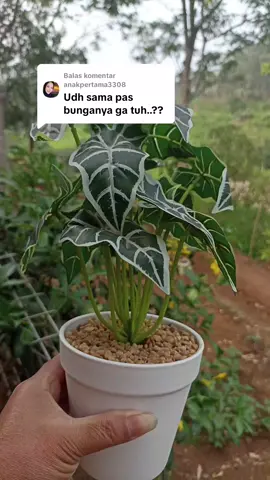 Membalas @anakpertama3308 #bungatalas #bungaartificial #hiasanrumah #fyp 