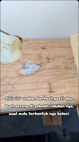 Salah satu populasi berhasil atau anakan berhasil kembali ke kandang pasti akan buat sarang baru di dekat aaeang awal atau sarang indukannya ini awal terbenruknya sebuah koloni walet kalau sudah begini gedung walet pasti berkembang dengan cepat  Bagaimana Cara nya ? Rahasia 😄😄 #walet #waletindonesia #birdnest #sarangwalet 