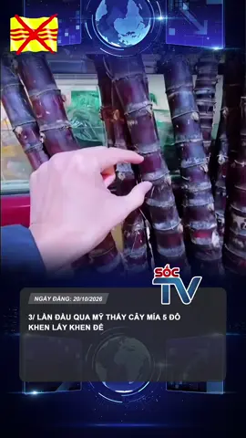 3/ lần đầu qua mỹ #california #cali #vietnam #phongvan #fyp 