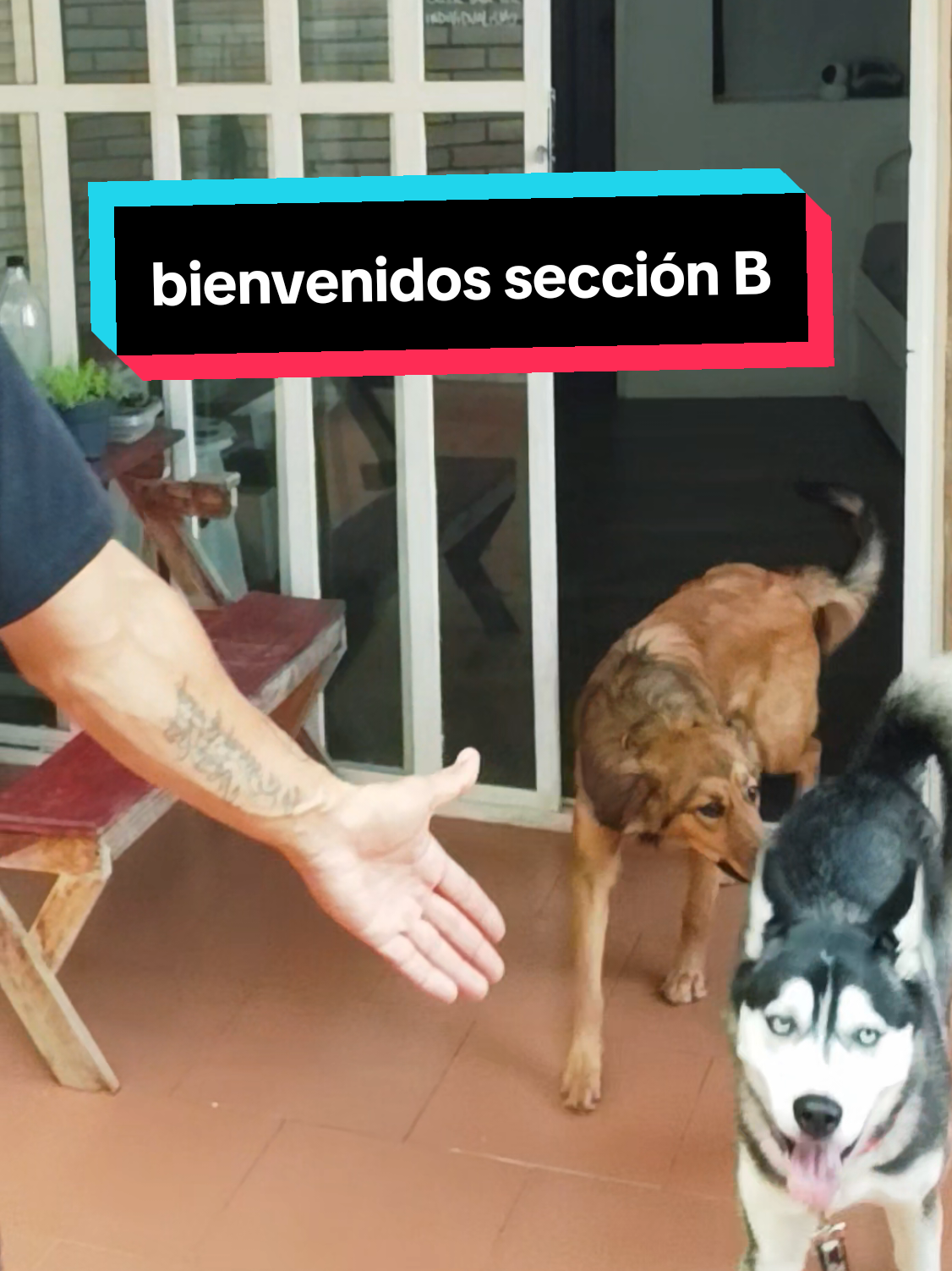 ¿Tu perro está preparado para el mundo real o solo sabe trucos en la sala de tu casa? 🌍🐺 En The DogTor Lab no perdemos tiempo con trucos de circo. Nuestro enfoque es 100% obediencia funcional y autocontrol bajo presión. De nada sirve que tu perro se siente por una salchicha si en la calle te arrastra, le ladra a todo lo que se mueve o no puede estar tranquilo en la misma habitación que un gato. Aquí lo enfrentamos a estímulos reales de forma estructurada para que aprendas a tener el control en cualquier situación. 🧠🎯 🚨 ¡ATENCIÓN! Solo nos quedan 2 CUPOS disponibles para este mes en la escuela. 💬 Envía la palabra LAB por DM (o coméntala aquí abajo) para agendar la evaluación de tu peludo y asegurar su lugar antes de que cerremos inscripciones. ¡Vamos a darle! 🚀 #TheDogtor #TheDogtorLab #ObedienciaFuncional #EducacionCanina #ControlDeImpulsos
