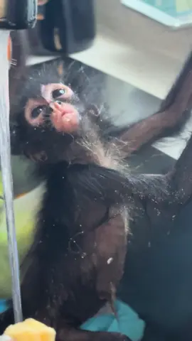 Chavelita giving us a hard time 😅🐒 #fyp #paratii #shower #baby 