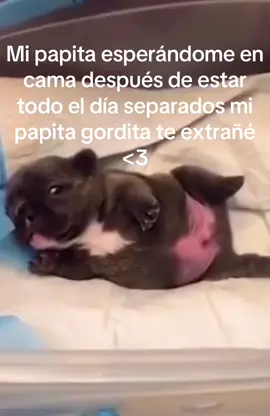 #pibble #papita #novios #amores