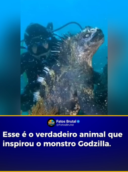 Pouca gente sabe, mas a iguana marinha das Ilhas Galápagos tem uma conexão direta com o cinema: seu visual inspirou o monstro lendário Godzilla. Esse é o único lagarto do mundo que se aventura no mar, mergulhando para se alimentar de algas em águas frias e agitadas. Uma adaptação que mostra o quanto a evolução pode ser surpreendente. E agora, imagine: estar frente a frente com um “mini Godzilla” de verdade, nadando livremente em seu habitat natural. #curiosidades #fatos #teoria