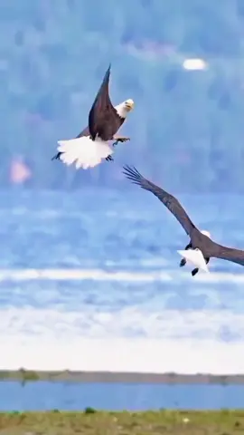 #tiktok #tiktokviral #foryoupage 