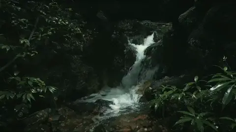 Nhân gian thâm tình, hóa ra cũng chỉ là hoa trong gương, trăng trong nước, chạm vào liền tan biến. Lời thề non hẹn biển rồi cũng tựa cơn gió thoảng qua thềm, nghe thì rung động nhưng rốt cuộc vẫn là hư vô. Hồng trần mỏng manh, lòng người dời đổi. Đi qua vạn dặm tụ tán, nếm trải hết thảy đắng cay; mới hiểu vạn sự ở đời tùy duyên mà đến, tùy duyên mà đi. Không oán trách, không chấp niệm; quay về hiên vắng đun một ấm trà thanh, giữ lòng tĩnh lặng, tự tại đi qua năm tháng. #cophong #nhactrungquoc #binhyen #nhenhang #nhutam 