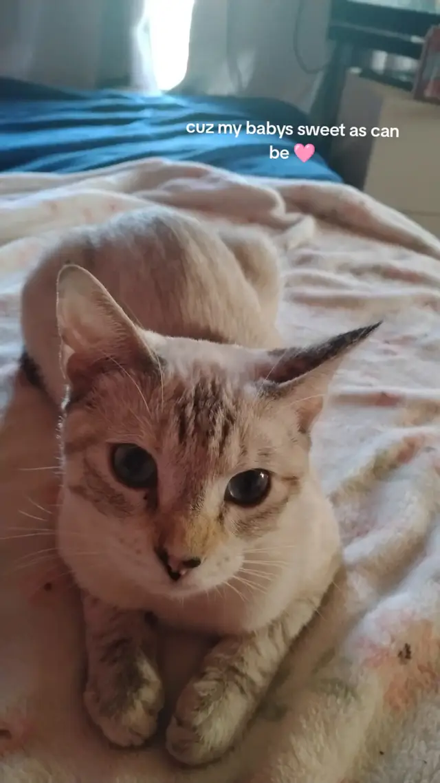 WEIRD POST FOR ME I KNOW I just really love my little rescue baby :,)) shes so cutie  . . . . . . . . .#fypシ゚viral 