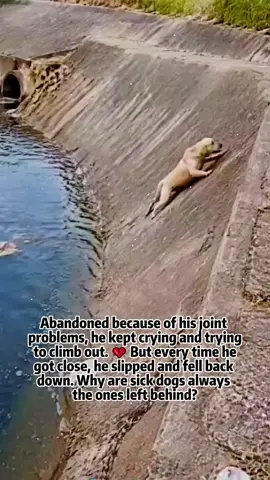 he painful part is watching him repeat the same struggle. With possible joint trouble slowing him down, the dog climbs the concrete bank, loses his grip, and slides back toward the water. Can someone reach him before he has to try again? #DogJointHealth #DogMobility #DogRescue #AnimalRescue #DogCare