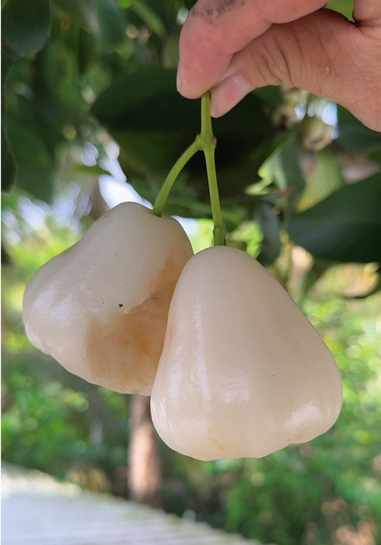 Mận trắng sữa loại mận xưa #duchoa1509 #nauankechuyen #monngonmoingay #nauankhongkho 