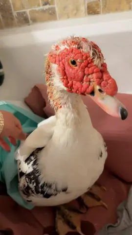 Lo que le pasó a mi patito Michael 🦆🦆🦆🦆#paratiiiiiiiiiiiiiiiiiiiiiiiiiiiiiii #animalitos#patos#usulutan_el_salvador🇸🇻#elsalvador