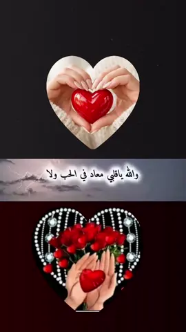 #احبك🌹❤️🌹 