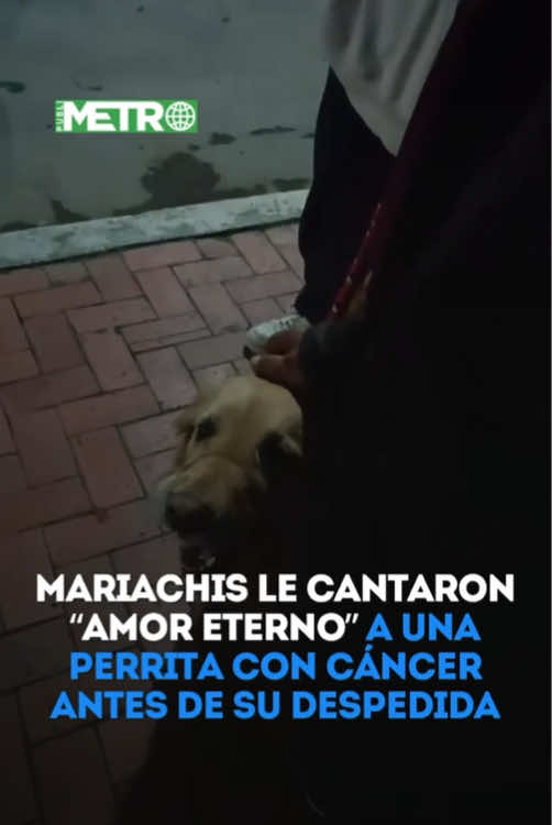 #Viral | Un emotivo momento se hizo viral en redes sociales luego de que un grupo de mariachis interpretara “Amor Eterno” para una perrita diagnosticada con cáncer, como homenaje de despedida antes de que fuera sometida a la eutanasia. El momento conmovió a miles de usuarios por el significado de la canción y por la despedida que sus seres queridos quisieron darle a la mascota antes de poner fin a su sufrimiento. Para más noticias, visite Publimetro.co 🌐 #Mascotas #AmorEterno #Eutanasia