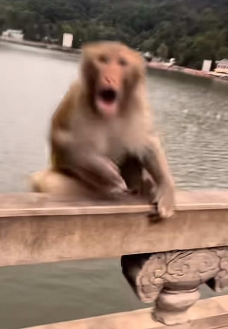 大河向东流 #funny #monkey #fyp