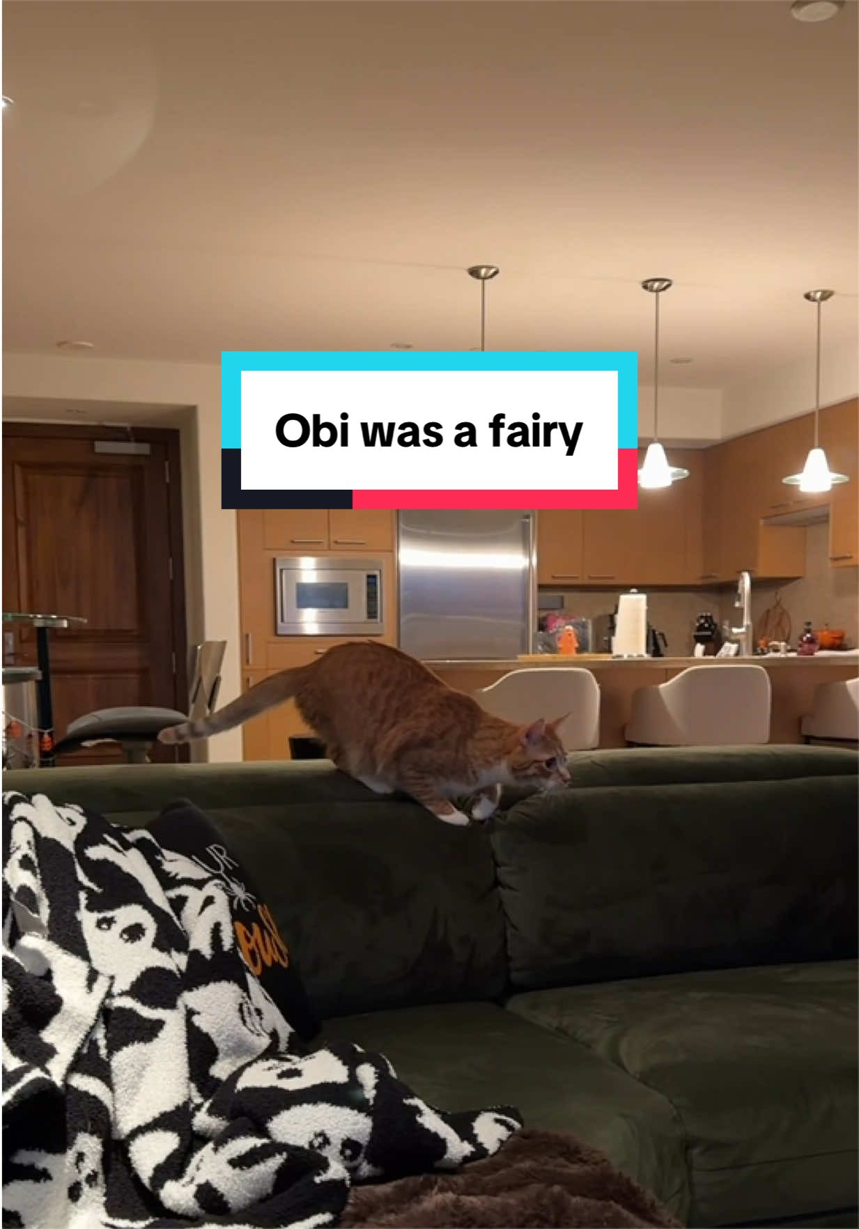 Obi almost took flight 😹🧚🏼 #orangecats #cutecats #funnycats #catmom #catpeople 