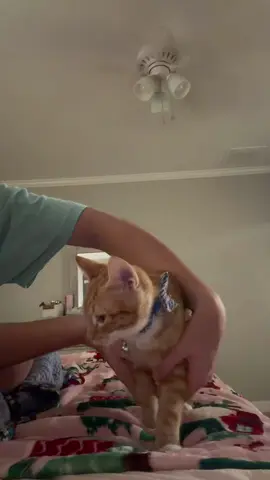 belly ot soup #kittylove #kittycatsoftiktok #fyp 