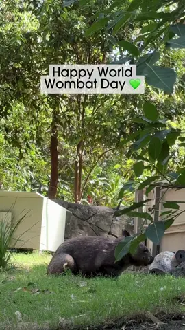 Happy World Wombat Day! 🤎🐾 Meet Sabine, the Sanctuary’s resident Southern Hairy-nosed Wombat! Wombats are known for spending much of the day snoozing in their burrows, but as you can see, Sabine has a playful side too! She’s particularly enthusiastic when it’s time for food! Did you know there are three species of Wombat in Australia? Southern Hairy-nosed Wombats like Sabine can be spotted by their shiny fur and hairy snouts, while Common Wombats have a bare nose and thicker, denser fur. Have you visited Sabine? You might just catch her doing zoomies on your next visit!