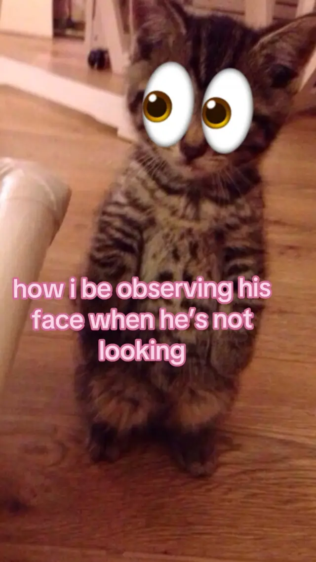 #fyp #viral #cat #real 