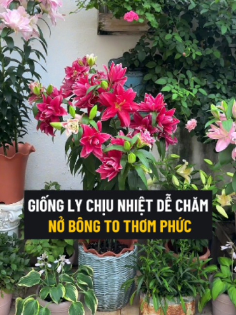 Củ To Khỏe Đã Nảy Mầm #hoaly #culy #culykep #hoalychoitet #tronglychoitet #trongly #hoalykep #tronglykep
