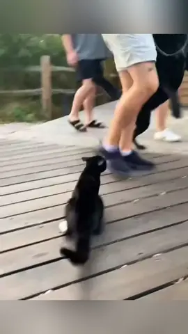 rebellious cats🤣#pet#cat#dog#cute#animals #foryou #typ