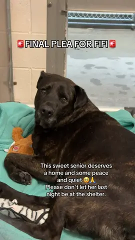 FIFI is a very sweet senior girl and it is her last chance to leave the shelter. Could anyone adopt or foster her??? 💔💔💔  8 years old l 90 pounds  PetID: A741591  Happy, friendly, smiley, easy, so well behaved, gentle, great walker, unphased by different noises/environments, loves being petted 💙  📍Front Street Animal Shelter, located in Sacramento CA  🕕 Opens daily 12-5 pm  🔸If interested please message me!!  #adoptdontshop #sacramento #urgentdogs #adoptme #seniordogs 