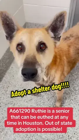 Message me if you are interested in adopting a shelter dog! #rescuedogarmy❤️ #fosteringsaveslives #rescuedogsoftiktok #rescuedog #rescuedogarmy 