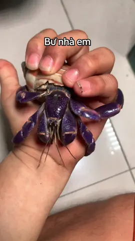 #octocdo #hermitcrab #cuaansi #ocmuonhon 
