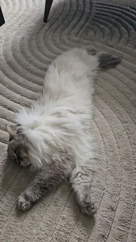 missing Cat #catlovers #luca #catlife #munibegum #viralbilli