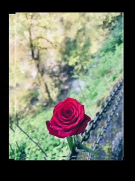 Stop and smell the roses #roses #rose #redrose #littlethings 