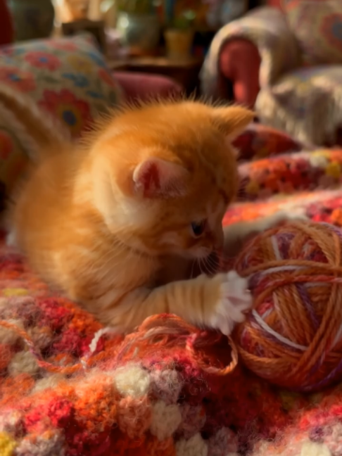 POV: the tiniest orange kitten discovers a ball of yarn 🧶🥹 #fyp #cute #animals #pets #cuteanimals #kitten #catsoftiktok #orangecat