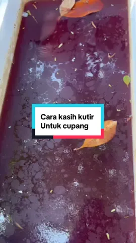 Kutir itu salah satu pakan hidup terbaik intuk cupang cara kasih nya goman? Simak sampai habis guys #fyp #bettafish #cupang 