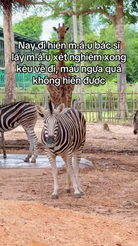 Không ngựa đời không nể #greencreator #wondermoments #vinpearlsafariphuquoc #tournhotnguoithathu #7EMENVYPX6 Đến chơi Vinpearl safari Phú Quốc, Đến với VinWonders mùa Halloween với triệu niềm vui bất ngờ nhe