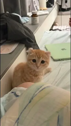 So cute #heartwarming #cat #cute cat#fyp