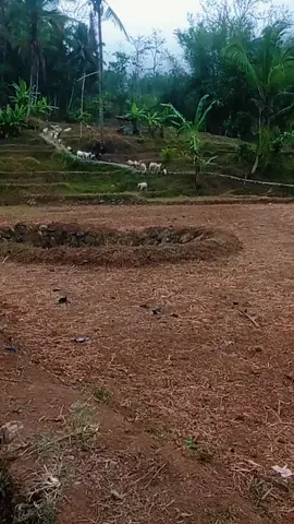 #tukqngngarit #dombagarut #angon