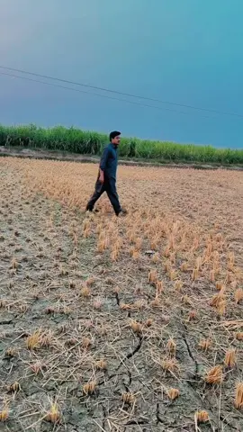 🖤#sheri #pathan #village #rice 